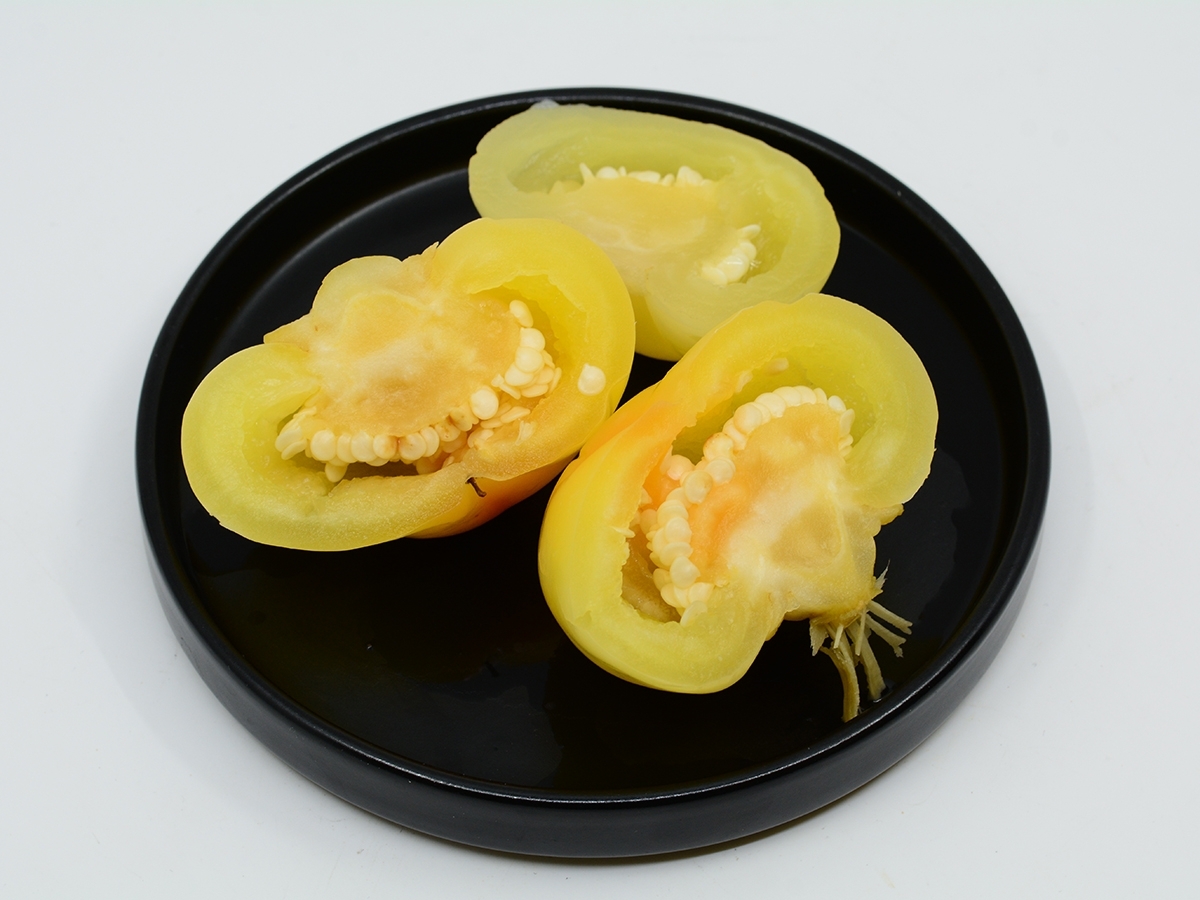 Ecetes almapaprika Ecetes almapaprika